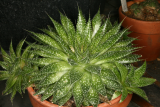 Aloe aristata RCP7-11 070.JPG